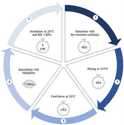 Untargeted Metabolomics Approach in Halophiles: Understanding the Biodeterioration Process of <mark class="highlighted">Building Materials</mark>